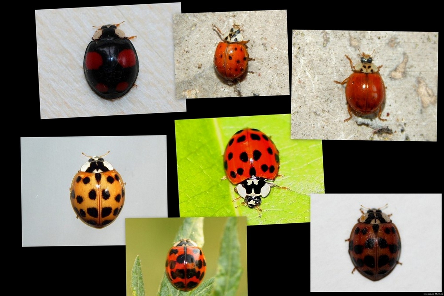 I tanti volti di Harmonia axyridis